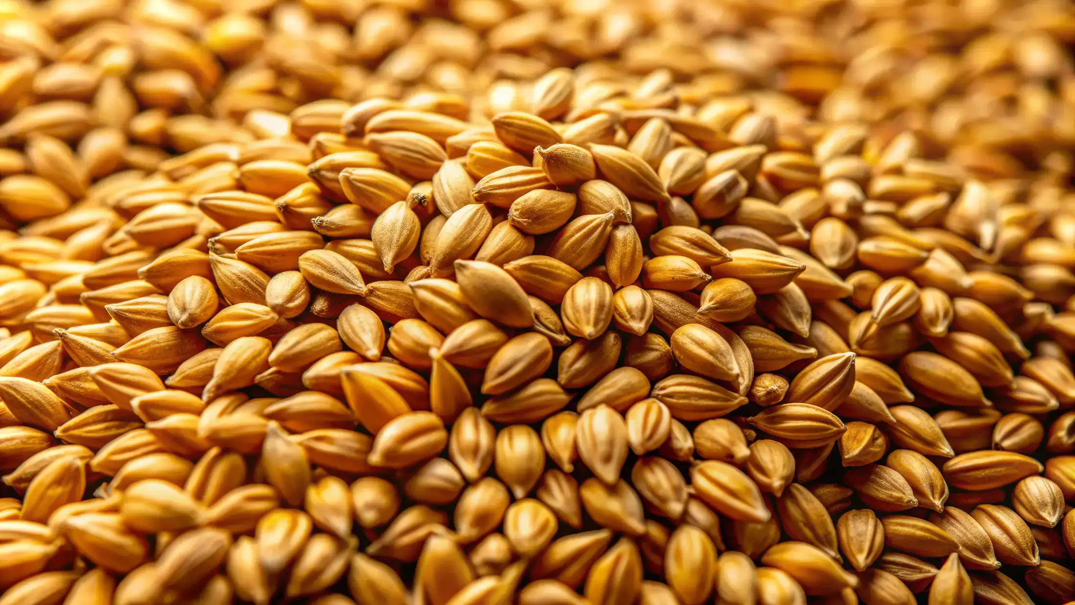 Golden barley grains
