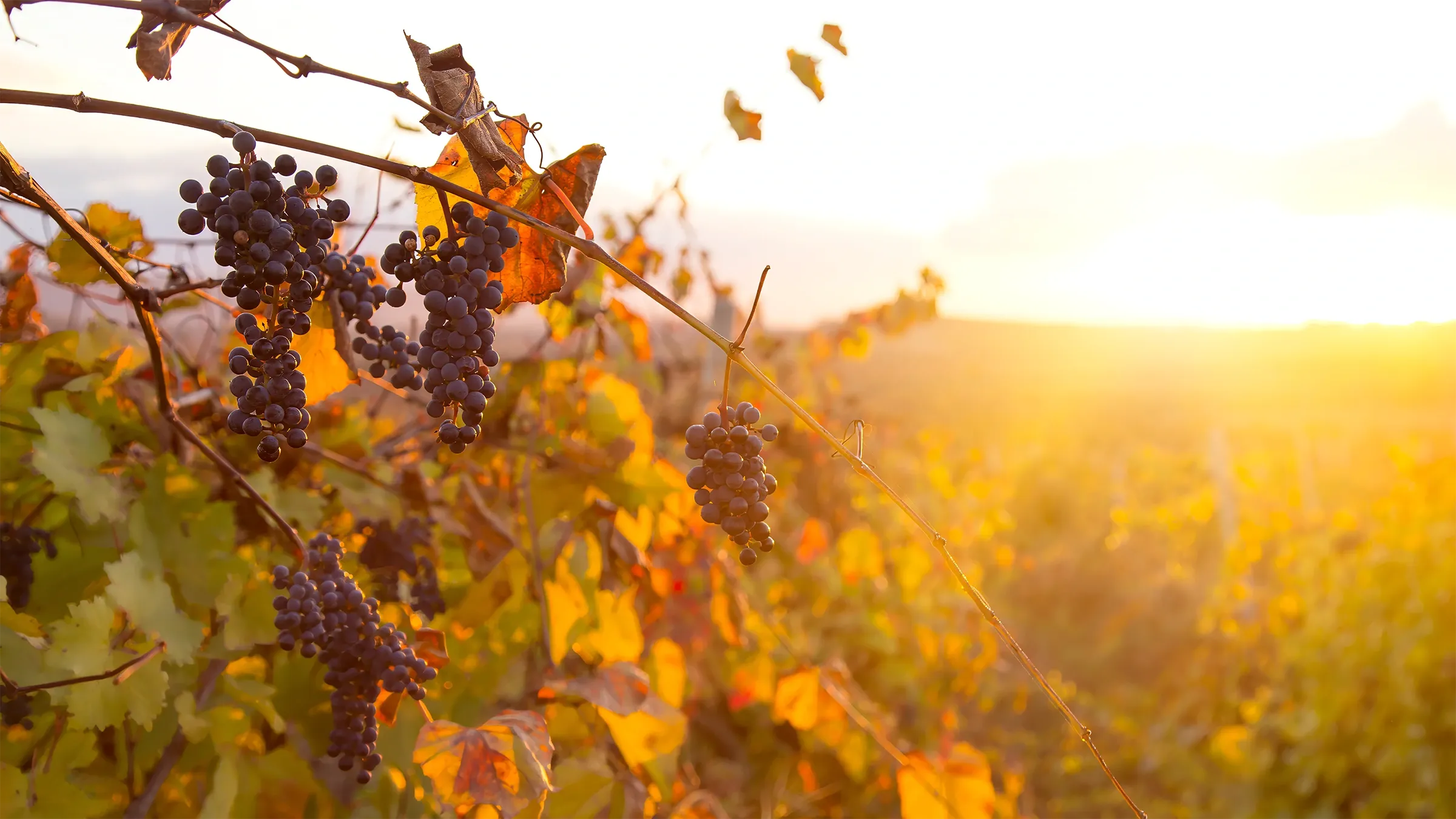 Dark red grapes on the vine with autumn leaves at harvest time
